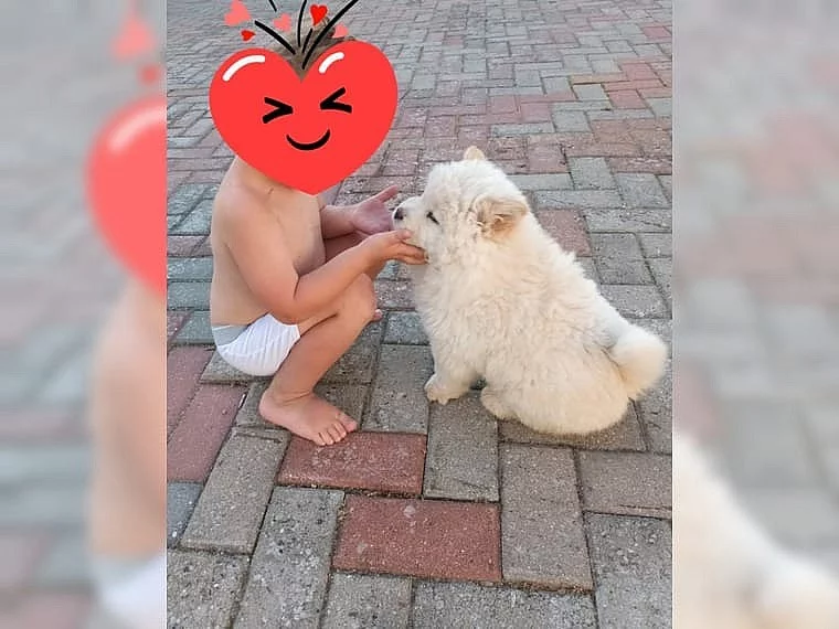 Zdravá štěňata čau čau